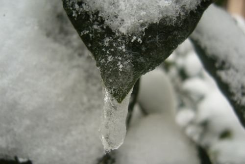 kis2008_3.JPG